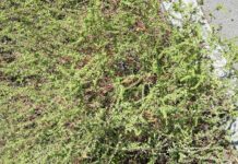 AMBROZIA, UN COȘMAR DEVENIT REALITATE