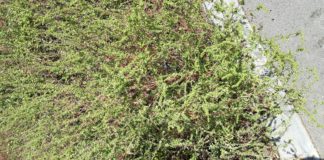 AMBROZIA, UN COȘMAR DEVENIT REALITATE