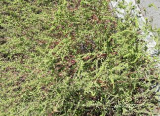 AMBROZIA, UN COȘMAR DEVENIT REALITATE