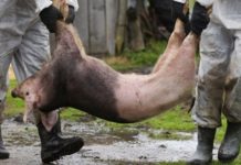 Zeci de porci, uciși în Olt