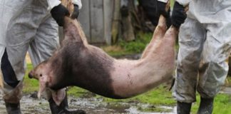 Suspiciune de pestă porcină africană în Olt