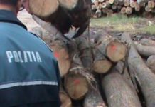 Bărbați din Argeș, prinși de polițiștii din Olt cu material lemnos, fără acte de proveniență
