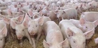 PESTA PORCINĂ SE EXTINDE. Ministrul Petre Daea, prezent în județul Olt