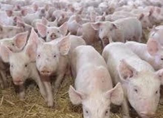 Pesta porcină se extinde în continuare. Virusul a fost confirmat și în județul DOLJ