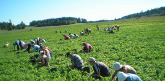 Culegători de mazăre pentru Danemarca şi Portugalia. Selecția se va ține la Slatina