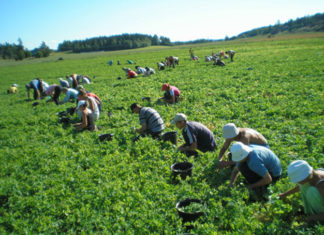 Culegători de mazăre pentru Danemarca şi Portugalia. Selecția se va ține la Slatina
