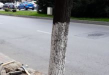 Doi angajaţi ai Dezvoltare Urbană au cioplit copacii din centrul Slatinei. Aceștia vor fi sancționați
