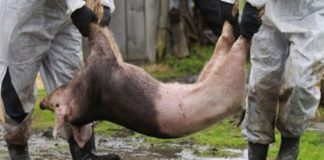 Panică în Olt. Pesta porcină africană se extinde