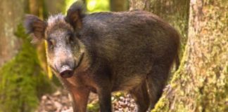 Sute de mistreți împușcați în Vâlcea. Ce s-a întâmplat cu pesta porcină?