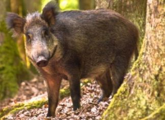 Sute de mistreți împușcați în Vâlcea. Ce s-a întâmplat cu pesta porcină?