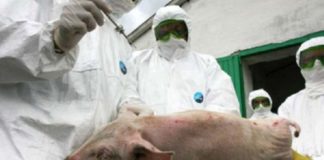 Sătenii din Rusăneşti au tăiat aproape toţi porcii. Ce au mai găsit medicii veterinari atunci când au ajuns la Rusănești