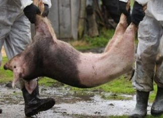 Pesta Porcina se extinde în Olt. Unde a mai lovit