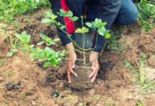 Programul „Prima împădurire”: Care sunt condiţiile pentru a primi sprijin financiar