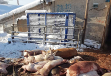 Sute de porci, uciși în Olt. Patru localități, atent monitorizate de autorități