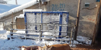 Sute de porci, uciși în Olt. Patru localități, atent monitorizate de autorități