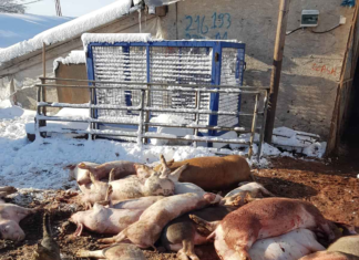 Sute de porci, uciși în Olt. Patru localități, atent monitorizate de autorități