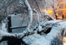 Două mașini avariate de copac