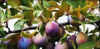 Anunț important de la APIA pentru fermierii olteni