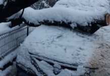 Mașină distrusă de un copac