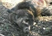 Măsuri fără precedent în Olt, după confirmarea virusului pestei porcine africane la doi mistreți