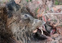 Pesta porcină africană bântuie prin Olt