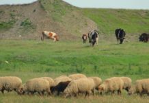 454 milioane lei, ajutoare de stat pentru crescătorii de animale care au avut pierderi în ultimii 2 ani