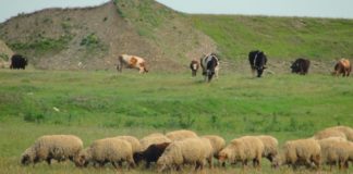 Alertă: Termen limită pentru depunerea cererilor de către fermierii olteni care cresc animale