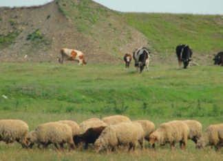 A început depunerea cererilor pentru sprijinirea crescătorilor de bovine, porcine şi păsări, în contextul Covid