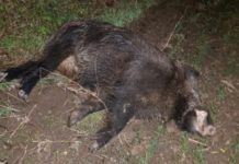 Olt: S-a confirmat primul caz de pestă porcină africană la mistreți