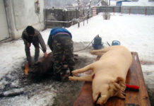 Centrele din județ unde oltenii pot testa carnea de porc