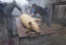 Măsuri draconice luate de DSVSA Olt