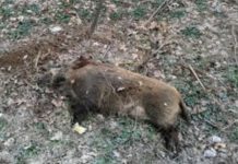 Olt: Doi porci mistreți vânați, bolnavi de trichineloză