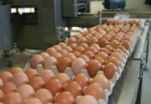 Peste 100.000 de ouă INFESTATE CU FIPRONIL au ajuns în CONSUM. O parte din ouăle contaminate au ajuns și în magazinele din Olt