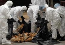 Alertă pentru fermierii olteni: Focar de gripă aviară, la graniţa cu judeţul Dolj