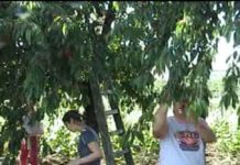 O firmă din Spania angajează 150 de olteni