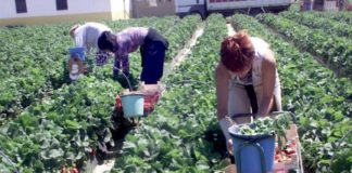 Oltenii se pot angaja în Spania, la cules de fructe. Nu se cer cunoștințe de limbi străine