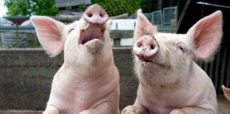 Prefectul de Olt, în control la Rusănești