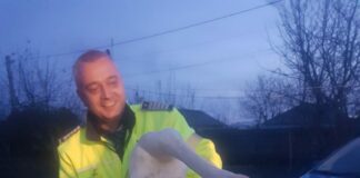 Lebădă salvată de un agent de poliție