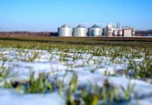 BURSĂ CEREALE 2019: Cât au urcat prețurile la GRÂU ȘI PORUMB. Ce spune un fermier din Olt