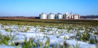 BURSĂ CEREALE 2019: Cât au urcat prețurile la GRÂU ȘI PORUMB. Ce spune un fermier din Olt