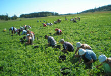 Zeci de locuri de muncă pentru olteni, la cules de mazăre