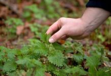 CULESUL URZICILOR – UN MARE PERICOL, AVERTIZEAZĂ AUTORITĂȚILE!