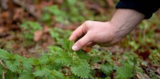 CULESUL URZICILOR – UN MARE PERICOL, AVERTIZEAZĂ AUTORITĂȚILE!