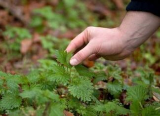 CULESUL URZICILOR – UN MARE PERICOL, AVERTIZEAZĂ AUTORITĂȚILE!