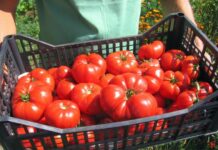 Direcția Agricolă Olt lucrează la foc continuu