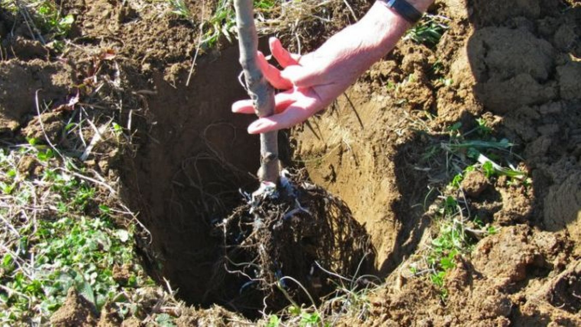 Сажать деревья. Посадка саженца яблони. Саженец колоновидной яблони. Посадка яблони на глинистой почве. Правильная посадка саженцев яблони.