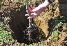 Acțiune de împădurire în localitatea Grădinile