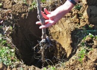 Acțiune de împădurire în localitatea Grădinile