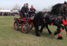 N-a rămas de căruţă…