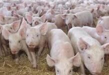 Se redeschide ferma de porci de la Ipotești